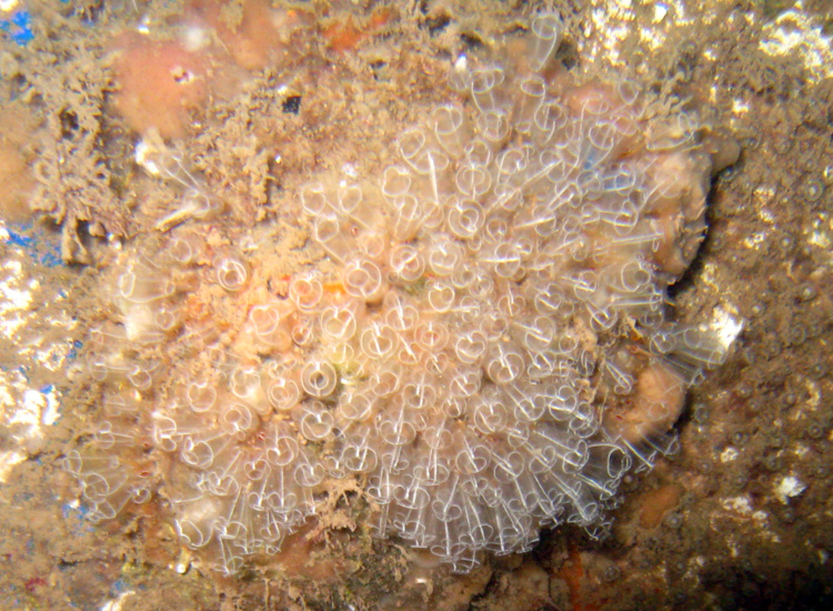 Clavelina sp.